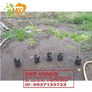 cây sưa đỏ cây giống