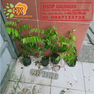cây sưa đỏ cây giống