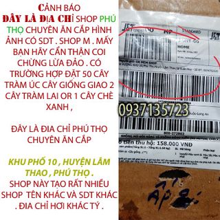 cây sưa đỏ cây giống