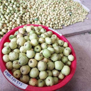 TÁO MÈO MÁ HỒNG NGÂM RƯỢU