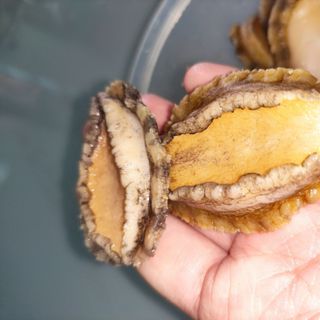 Bào ngư hàn quốc 1 kg
