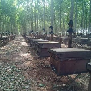 Mật ong hoa bạc hà Hà Giang nguyên chất