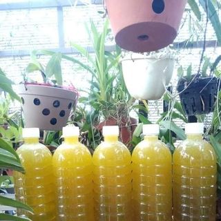 Mật ong hoa bạc hà Hà Giang nguyên chất