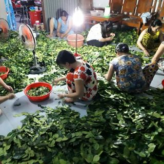 Lá Chúc sấy khô