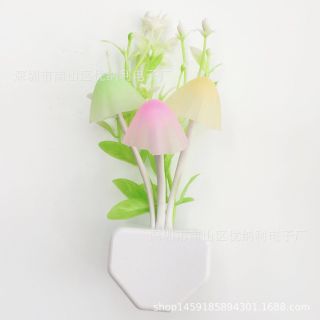 Bóng ngủ