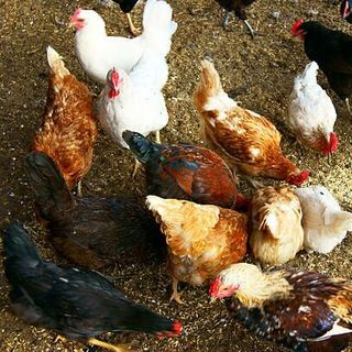 Trang trại Amarillo cung cấp thịt gà hữu cơ,gà ta sạch nguyên con giá sỉ