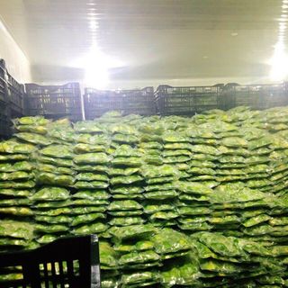 Bơ booth đông lạnh Loại 1