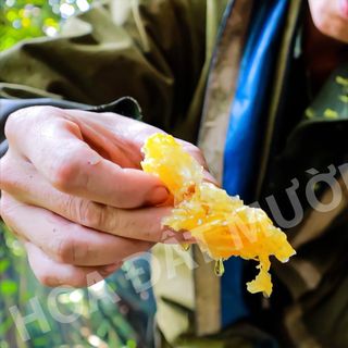 MẬT ONG RỪNG TÂY BẮC