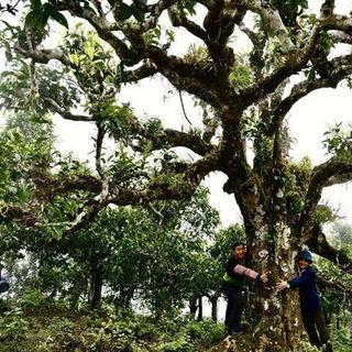 Trà shan tuyết cổ thụ hà giang