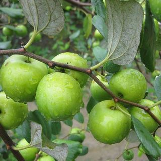 Táo thái đang hoa và trái