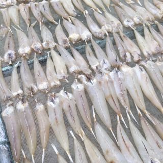 Cá Chai một nắng.