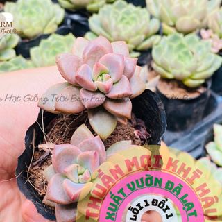 Sen Đá Nâu Size bầu 5-7 Cm tuỳ bầu FARM HẠT GIỐNG TRỜI BAN