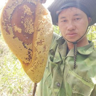 Mật ong ruồi nguyên tổ Đăk Nông