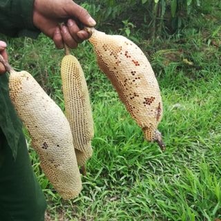 Mật ong ruồi nguyên tổ Đăk Nông