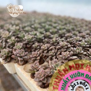 SEN ĐÁ ĐÁ NÂU SIZE 3-5Cm FARM HẠT GIỐNG TRỜI BAN.