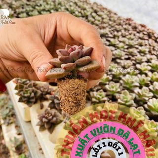 SEN ĐÁ ĐÁ NÂU SIZE 3-5Cm FARM HẠT GIỐNG TRỜI BAN.
