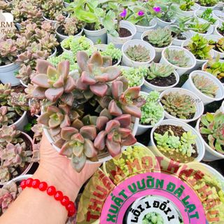 SEN ĐÁ ĐÁ NÂU SIZE TRUNG 10-12 CM FARM HẠT GIỐNG TRỜI BAN