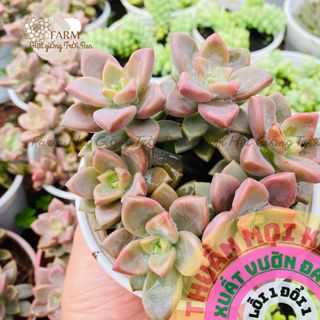 SEN ĐÁ ĐÁ NÂU SIZE TRUNG 10-12 CM FARM HẠT GIỐNG TRỜI BAN