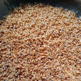 Bao 25kg hạt giống cỏ lúa mì hữu cơ ITALY