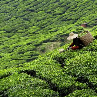 Trà đen pha trà sữa B251 Dotea gói 100g vị ngọt trái chín hương thơm tự nhiên, nguyên liệu chuyên pha chế