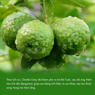 Trà đen bá tước B252 Dotea 500g chát nhẹ ngọt hậu thơm nồng nàn hương vỏ cam Bergamot