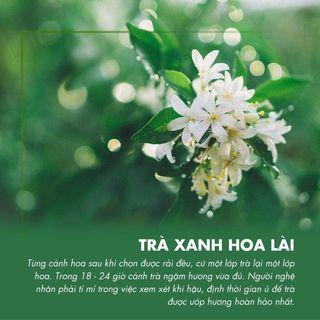 Trà xanh hoa lài G553 Dotea - 100g chát nhẹ hương hoa lài tự nhiên thư giãn chuyên dùng trong pha chế trà trái cây