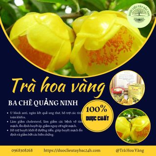 TRÀ HOA VÀNG BA CHẼ - NÂNG CAO SỨC KHOẺ
