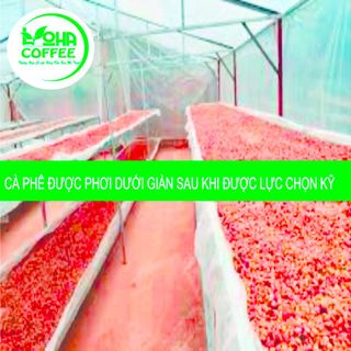 1kg Cà phê Mộc Arabica Rang ĐẬM (100% Ara) - Pha Phin/Máy - Coffee Nguyên chất rang mộc - Loha Coffee-vị chua nhẹ-hậu ngọt -huong thơm quyến rủ