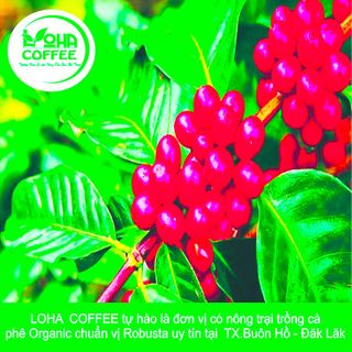 1kg Cà phê Mộc Arabica Rang ĐẬM (100% Ara) - Pha Phin/Máy - Coffee Nguyên chất rang mộc - Loha Coffee-vị chua nhẹ-hậu ngọt -huong thơm quyến rủ