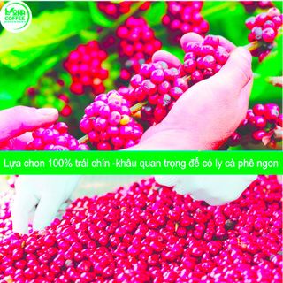 1kg Cà phê Mộc Arabica Rang ĐẬM (100% Ara) - Pha Phin/Máy - Coffee Nguyên chất rang mộc - Loha Coffee-vị chua nhẹ-hậu ngọt -huong thơm quyến rủ