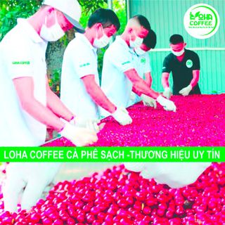 Cà Phê Arabica Cầu Đất Rang Mộc Loha Coffee - Túi 500gr (Dạng Bột pha Phin)-Chua nhẹ -hương thơm quyến rủ