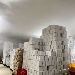 Sản Xuất Bạch Tuộc số lượng lớn (Net 70%-100%)