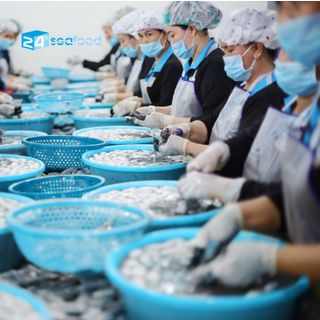 Sản Xuất Bạch Tuộc số lượng lớn (Net 70%-100%)