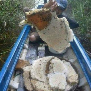 Mật ong rừng chàm u minh cà mau