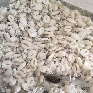 Sản Xuất Bạch Tuộc số lượng lớn (Net 70%-100%)