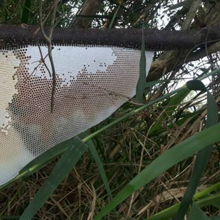 Mật ong rừng chàm u minh cà mau