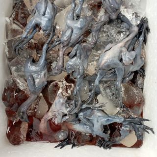 trang trại thịt gà ác nguyên food cần tìm đại lý, nhà phân phối thịt gà ác tiềm thuốc bắc trên toàn quốc