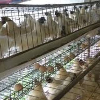 trang trại thịt gà ác nguyên food cần tìm đại lý, nhà phân phối thịt gà ác tiềm thuốc bắc trên toàn quốc