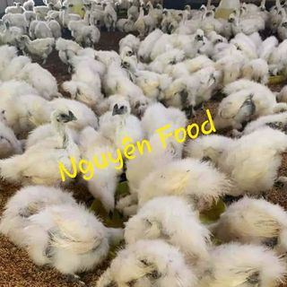 trang trại thịt gà ác nguyên food cần tìm đại lý, nhà phân phối thịt gà ác tiềm thuốc bắc trên toàn quốc