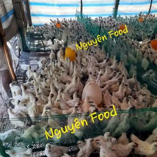 trang trại thịt gà ác nguyên food cần tìm đại lý, nhà phân phối thịt gà ác tiềm thuốc bắc trên toàn quốc