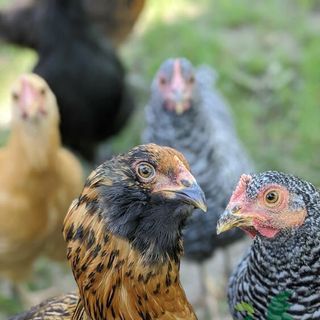 Gà hữu cơ và những điều cần biết khi mua thịt gà