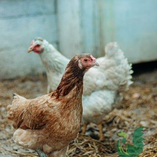 Gà hữu cơ và những điều cần biết khi mua thịt gà