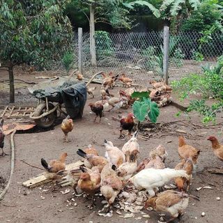 Gà hữu cơ và những điều cần biết khi mua thịt gà