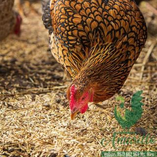 Gà hữu cơ và những điều cần biết khi mua thịt gà