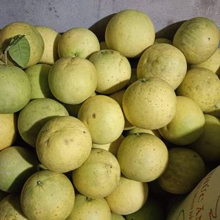 Bưởi Hòa Bình (Đỏ tân lạc, Soi Hà , Diễn)