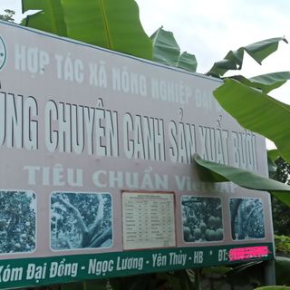 Bưởi Hòa Bình (Đỏ tân lạc, Soi Hà , Diễn)