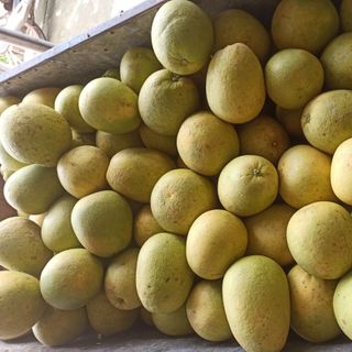 Bưởi Hòa Bình (Đỏ tân lạc, Soi Hà , Diễn)