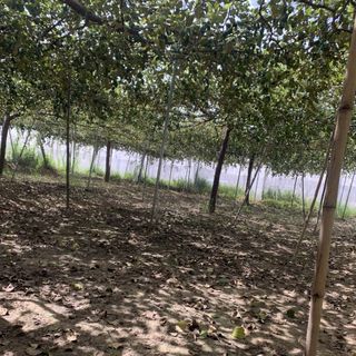 Táo Bình Thuận-vườn nhà trồng