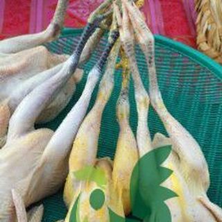 Các đặc điểm nhân biết được gà nuôi hữu cơ với gà truyền thống