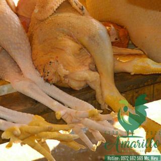 Các đặc điểm nhân biết được gà nuôi hữu cơ với gà truyền thống